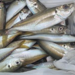 今日もアジは好調　（下関フィッシングパーク）